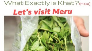 Khat Miraa Tree In Meru, Kenya