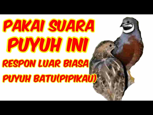 SUARA PIKAT PUYUH BATU TERBARU WAJIB DI COBA class=