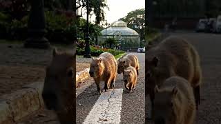 Capybara Calm Walk to Reset Your Brain
