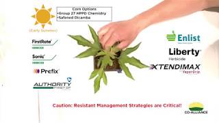 Co-Alliance Weed ID and Management - Giant Ragweed