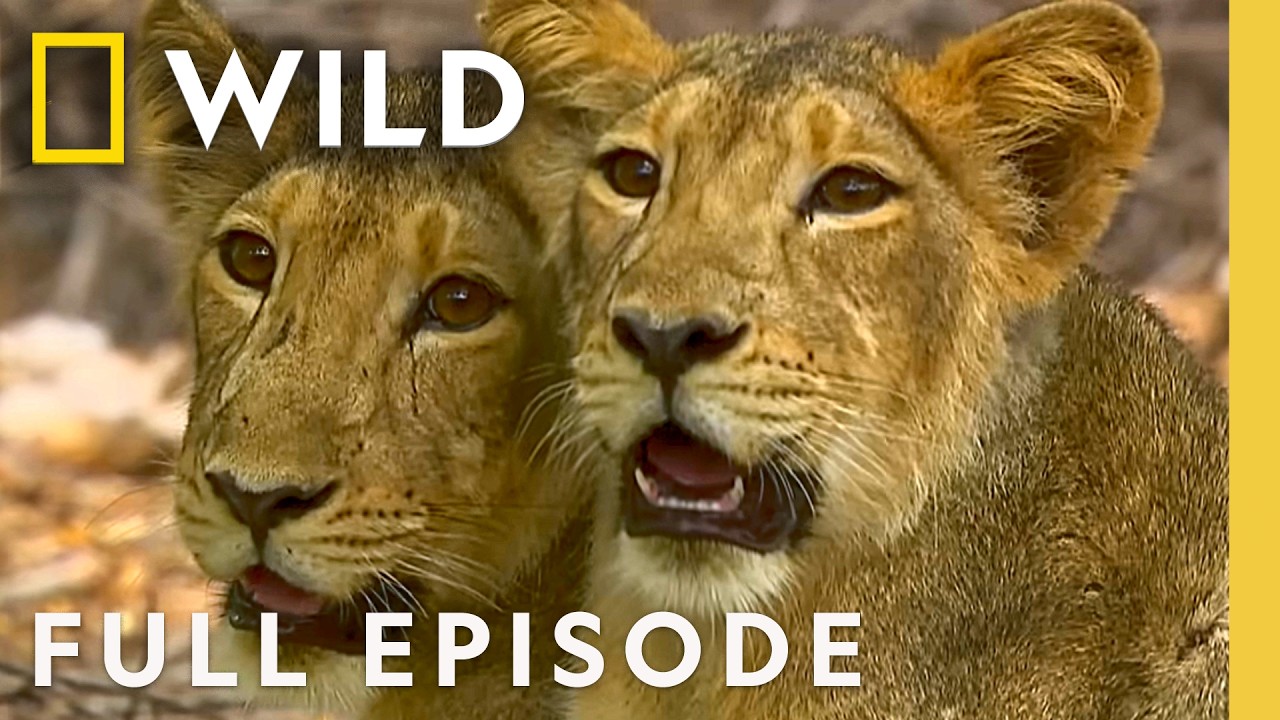 Rare Asiatic Lions of the Indian Desert (Complete Episode) | Secrets of Wild India | Nat Geo Wildlife – Documentary