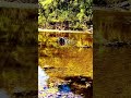 How I love the Missouri scenic river ways. #scenic #river #amazing #shorts #youtubeshorts
