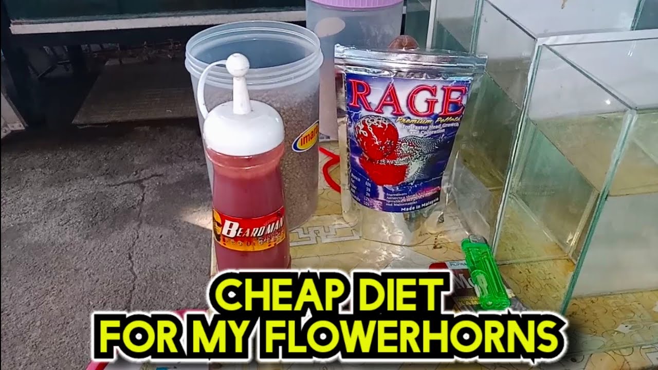 Cheap Food for my Flowerhorn YouTube