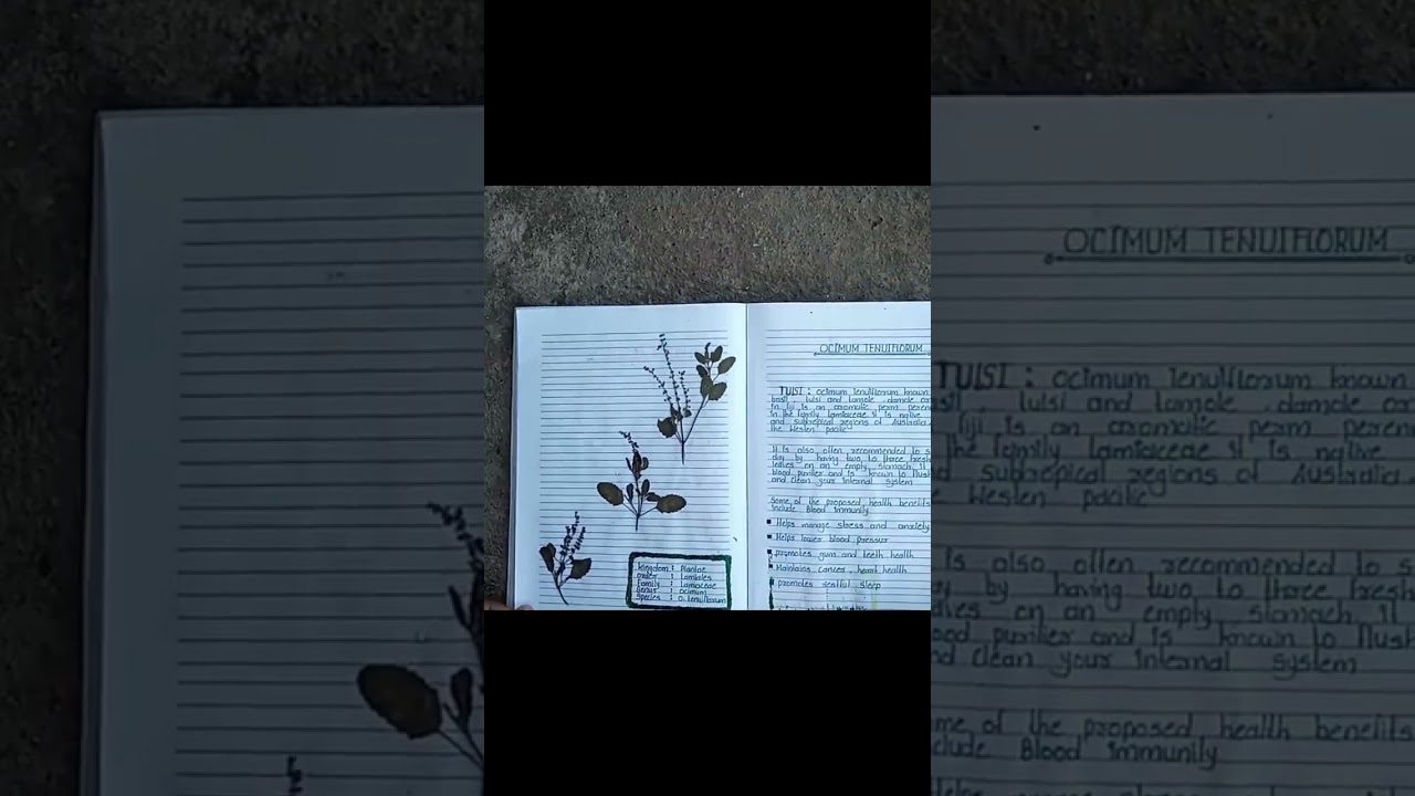 Herbarium project 12th classes Craft😀😁😇🥰😍😌😉