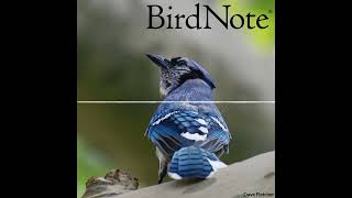 Bird...NOT! with H. Jon Benjamin