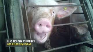 Investigação da Mercy for Animals revela extremo sofrimento animal em fornecedor da JBS EUA