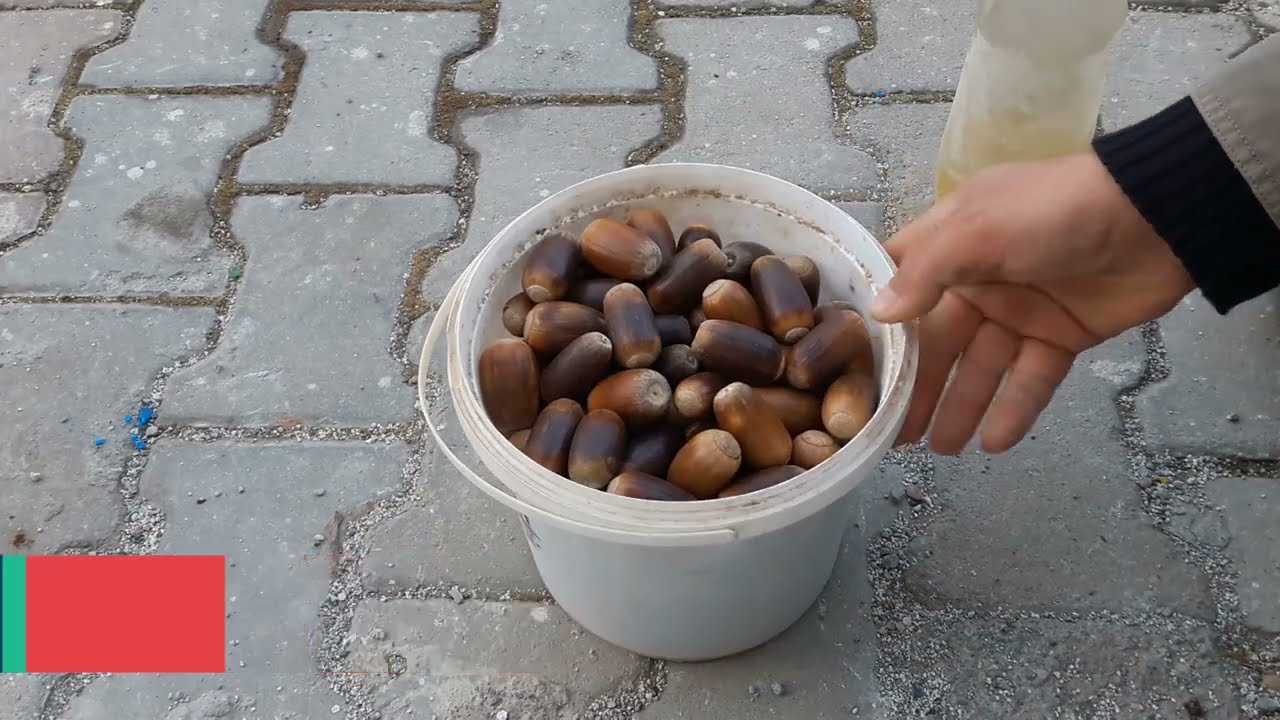 Meşe Palamutları Nasıl Mazotlanır?   1/2