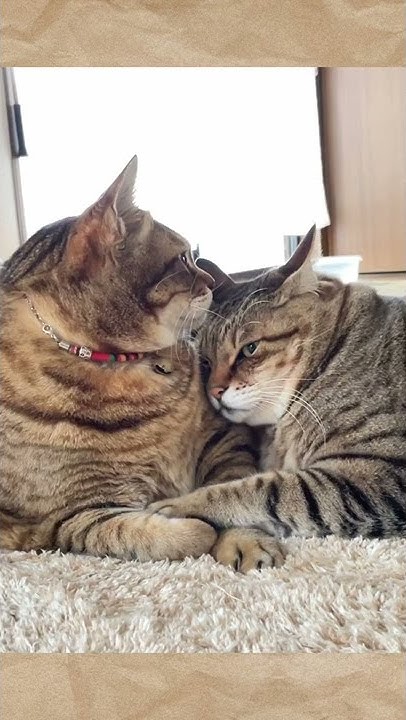 ぽちゃ猫部 猫おもしろ動画 猫のパンちゃん 猫のまめちゃん Youtube