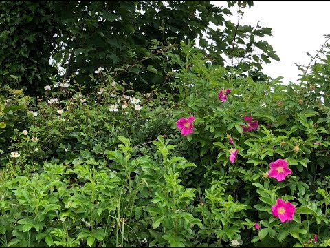 The beauty of dog roses in hedgerows