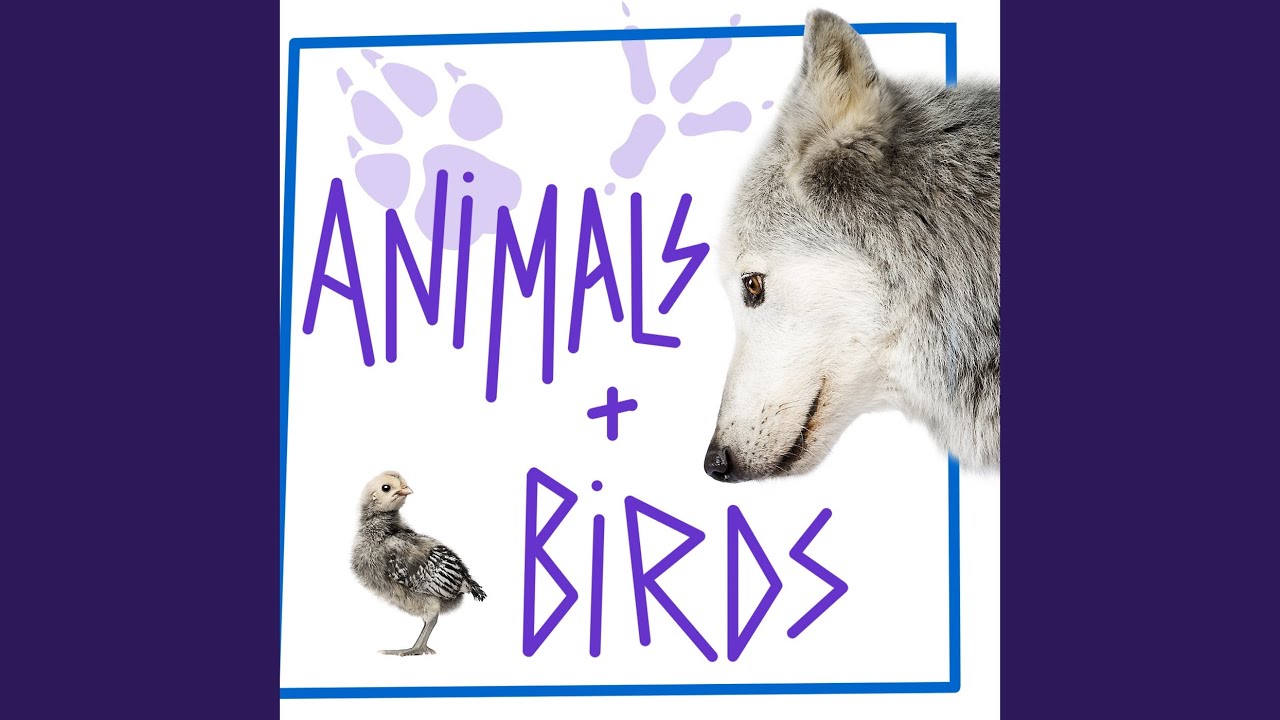 Lamb Bleating and Sheep Baaing - 3 Versions