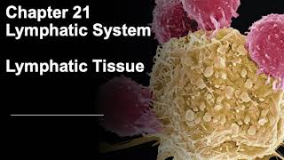 BIOS 254 21.1 Lymphatic - Tissue Bios 254 21 1 Lymphatic Tonsils Peyer S Appendix