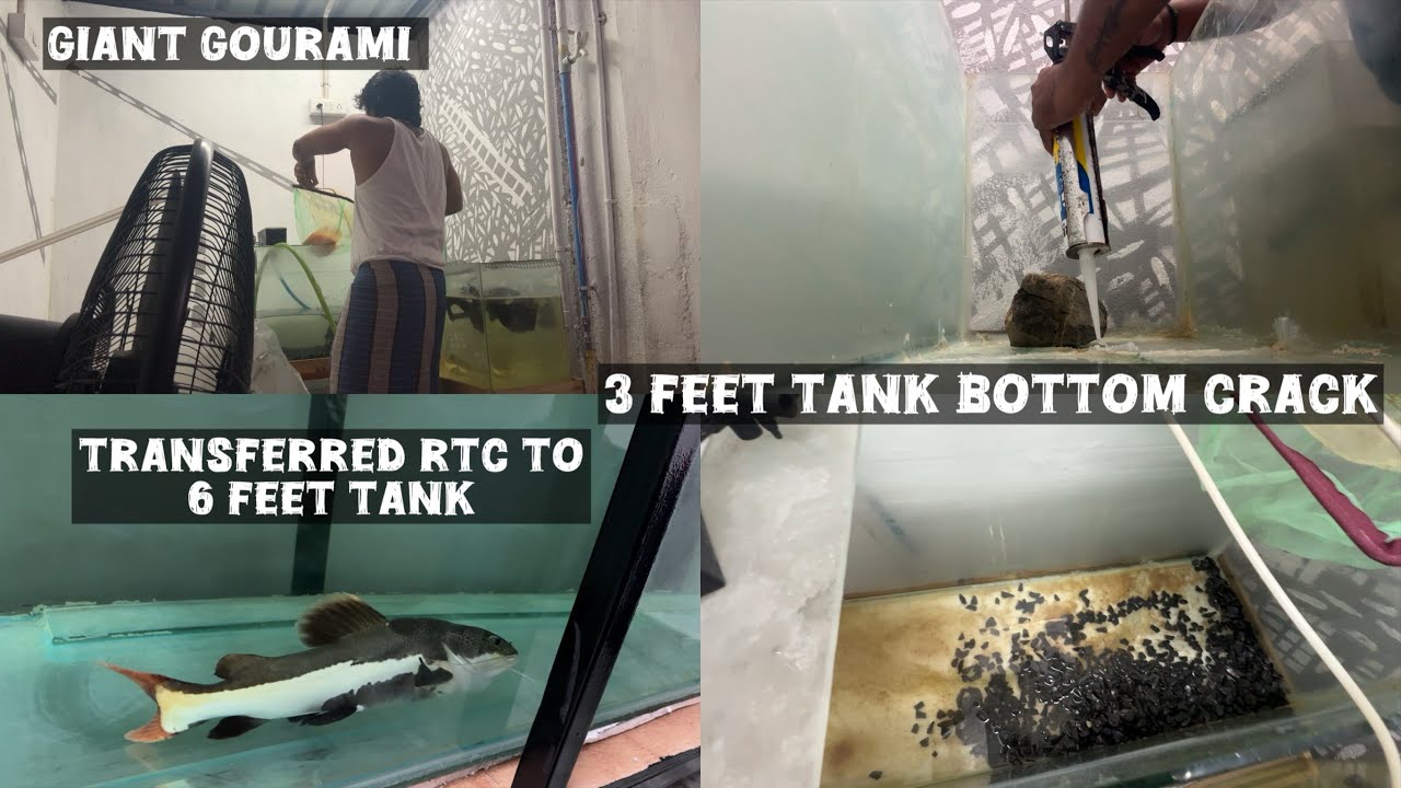 3 feet tank bottom crack airuchu | cat fish 6 feet tank ku mathiyachu | fixing broken tank | tamil
