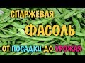 Спаржевая вьющаяся фасоль  Весь цикл.  Замораживаем спаржевую фасоль. Вкусно, экономно  и полезно