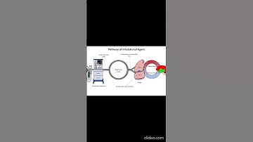 How do inhaled anesthetics reach the brain?  @AnesthesiaandCriticalcare  #anesthesiology