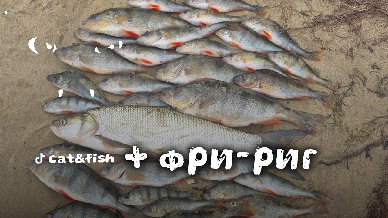 Фри-риг в деле.Простой и уловистый монтаж.С микроджигом в черте города.