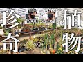 多肉植物専門店『メデル』であの冬型塊根を購入しました!!