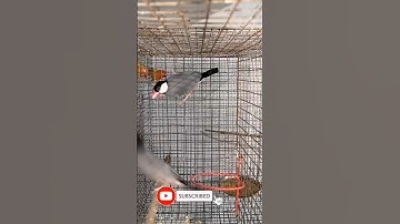 Java Sparrow Best Soft Food Java birds 👍🏻❤️ information video 👍🏻#birds #pets #dailyvlog