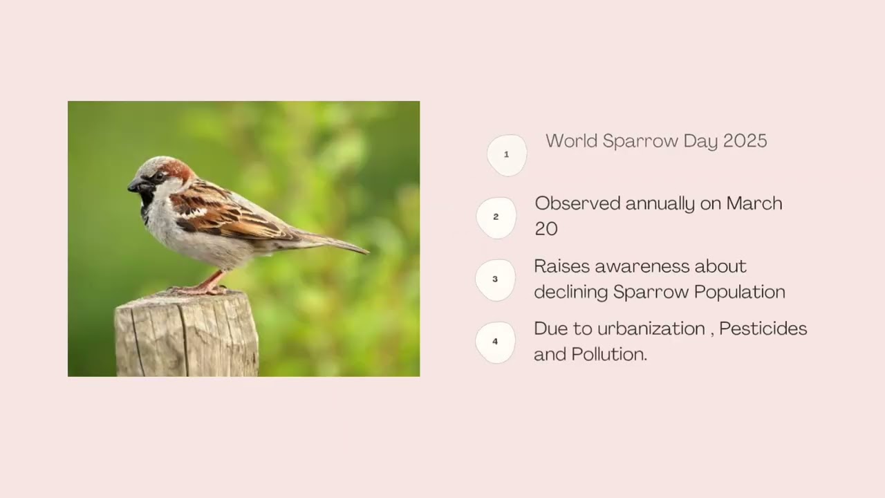 World Sparrow Day 2025