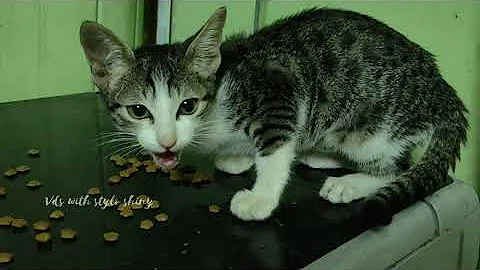 Video 7162061: cats dogs animals compilation, animals cutest cats compilation, cat dog funny compilation, cats compilation cute dogs, laugh funny cats compilation, cat funny dog awesome, hilarious animal compilation, funniest cats dogs