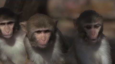 How do primates influence each other when they solve a task together?