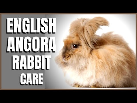 English Angora Rabbit Care