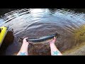 How to Catch Gar (Spotted, Longnose and Shortnose)