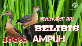suara pikat belibis wajib coba.