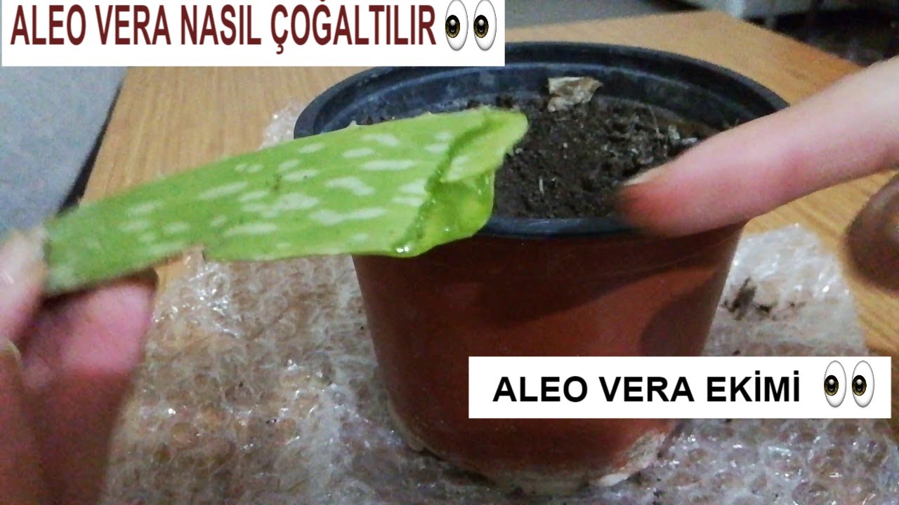 ALOE VERA BTKS NASIL EKLR, YETTRLR, OALTILIR ||Yapraktan  Aleovera oaltmak