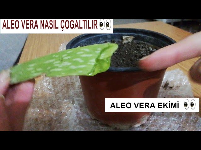 ALOE VERA BTKS NASIL EKLR, YETTRLR, OALTILIR ||Yapraktan  Aleovera oaltmak - YouTube