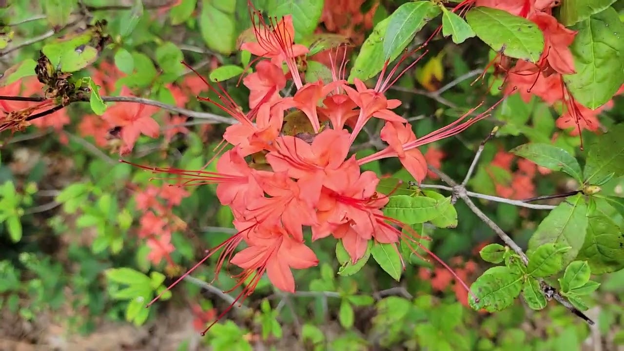 rhododendron in container Blue Baron Rhododendron #2