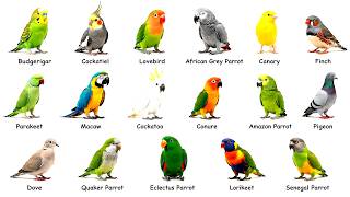 Every Type of PET Bird You Can Own EXPLAINED