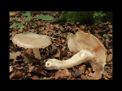 Video: Indīga entoloma: sēnītes foto un apraksts