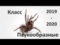 12. Паукообразные (7 класс) - биология, подготовка к ЕГЭ и ОГЭ 2020