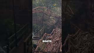 Living Root Bridges – India #amerika #facts #worldexplorer