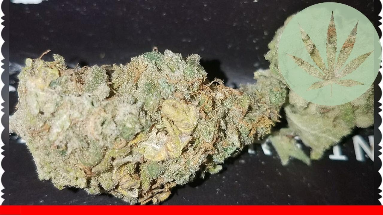 Dark Blue Dream - All About This Strain