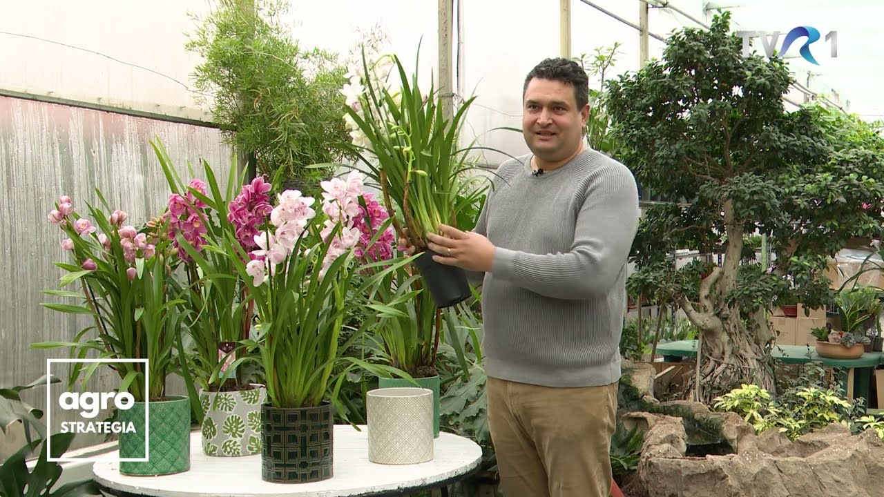 Orhideea Imperială sau Cymbidium - ghid de îngrijire și înmulțire