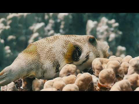 Diving in Egypt with Wonderful Dive - The Story cut 4K