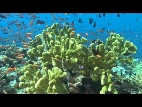 The Waters Of Wakaya 