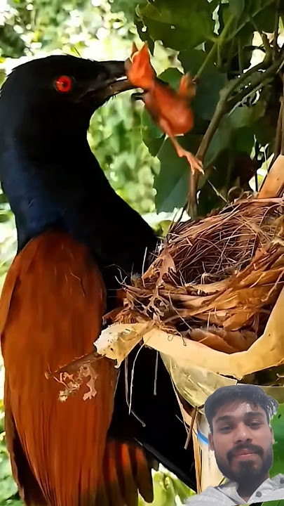 This bird is a very bad thief #flyxo #birds #wildlife #bad #betterbird #birdchain #birdfy #shorts
