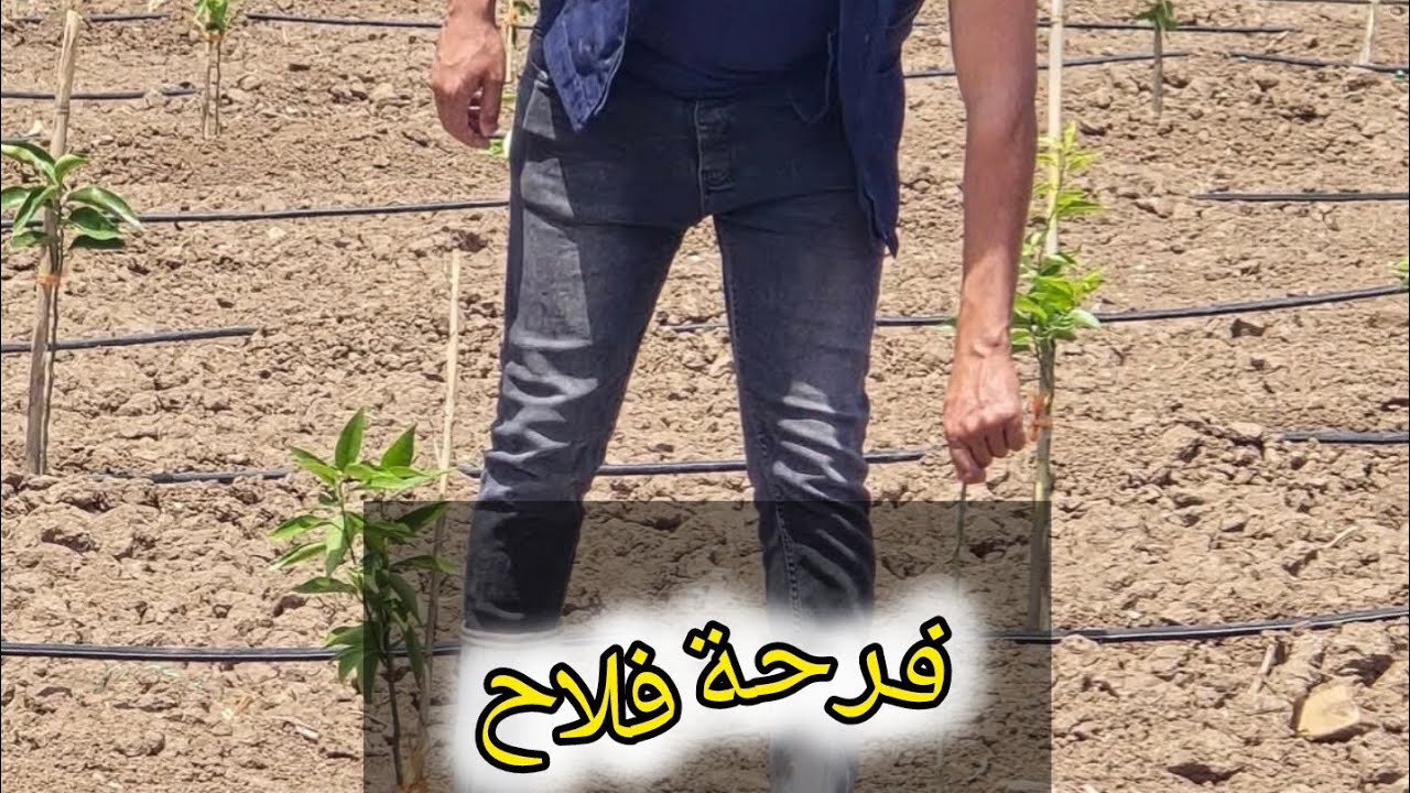 من الطارف،فرحة فلاح بنجاح مستثمرته ااتي غرسها ايوب والمتابعة الميدانية جيدة وبرنامج التسميدوالأدوية 