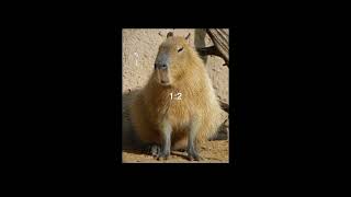 Капибара VS бобёр #рек #реки #капибара #capybara