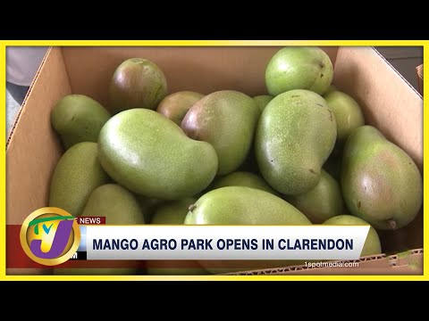 Mango Agro Park Opens in Clarendon | TVJ News