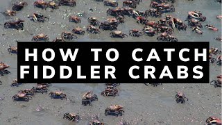 How to Catch Fiddler Crabs