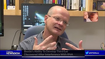 IU Researchers Develop Beetle With Working Third Eye