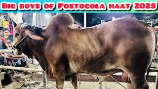 Big boys of postogola haat Qurbani 2025 | First dike Asha big size goru gula #postogola 