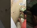 the snake catcher of Bulandshahr,_contact_ us 7037213468