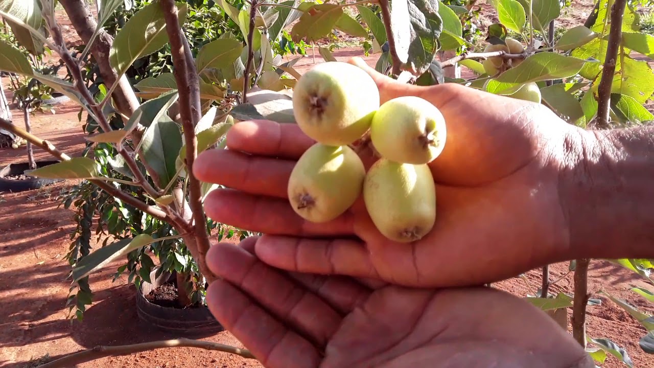 Quanto Tempo Um Pe De Maca Demora Para Dar Frutos