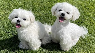 These Are 10 Cutest Hypoallergenic Dog Breeds 🐶 ❤️ Details