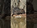 Secrets Of Earths Deadliest Animals |Cool Worlds |