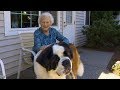 Adorable friendship between a dog and his elderly neighbor